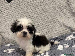 Lhasa Apso dogs Lhasa apso puppies 🐶 - Advert 6