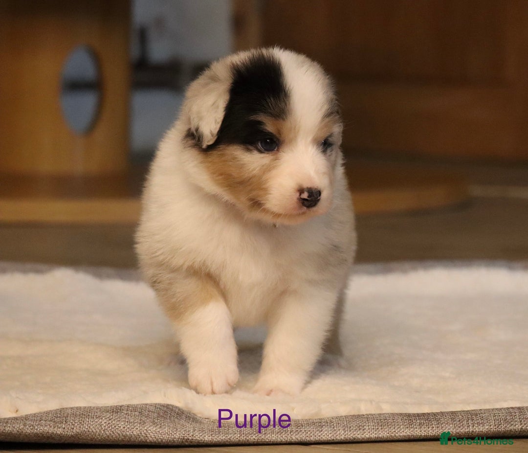 Australian Shepherd dogs for sale: Australian Shepherd Puppies  - Image 9