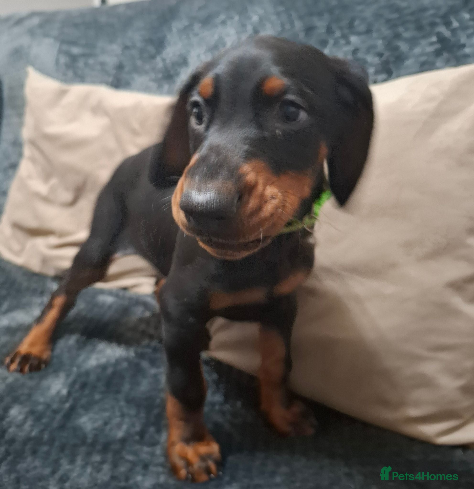 Dobermann dogs for sale:  Dobermann pups,Female Ready to leave now. - Advert 1
