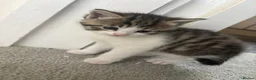 Domestic Shorthair cats for sale: Kittens forsale  - Advert 8