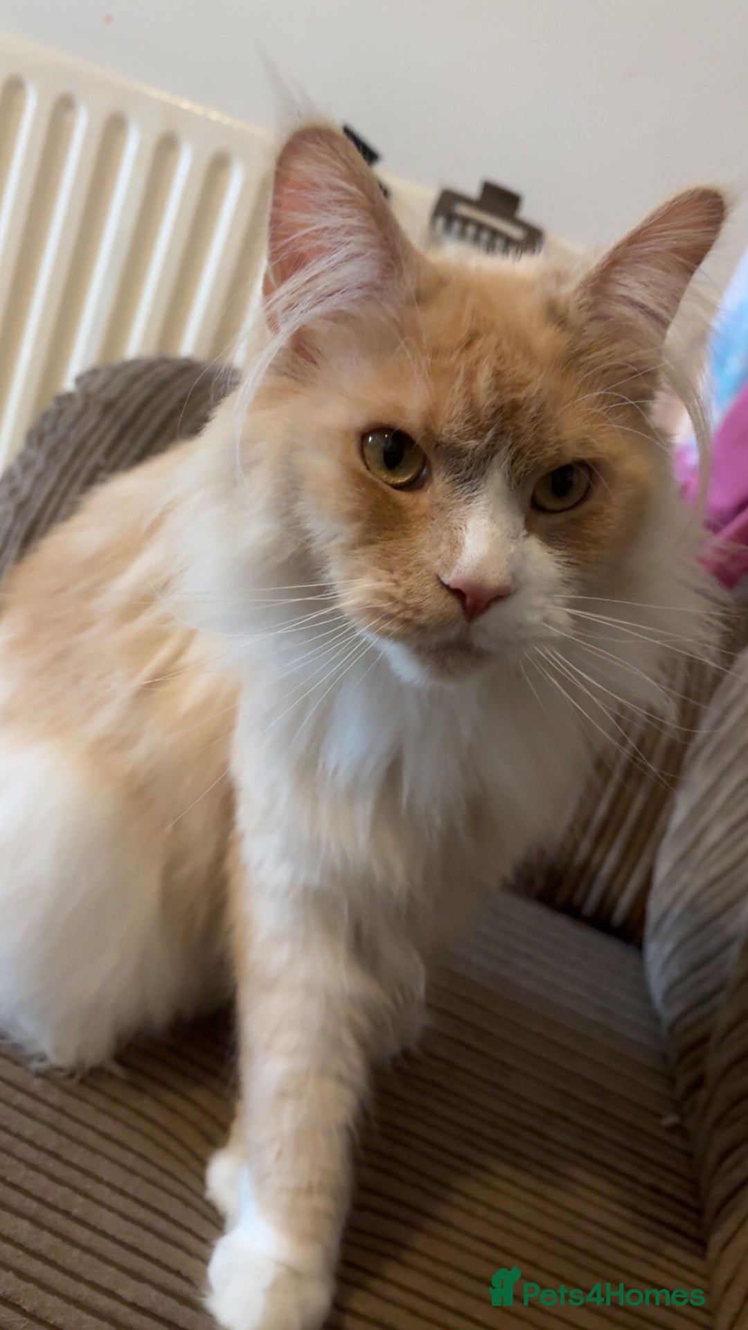 Maine Coon cats for sale: Mainecoon female  - Advert 1