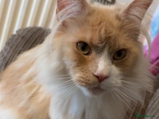 Maine Coon cats Mainecoon female - Advert 1