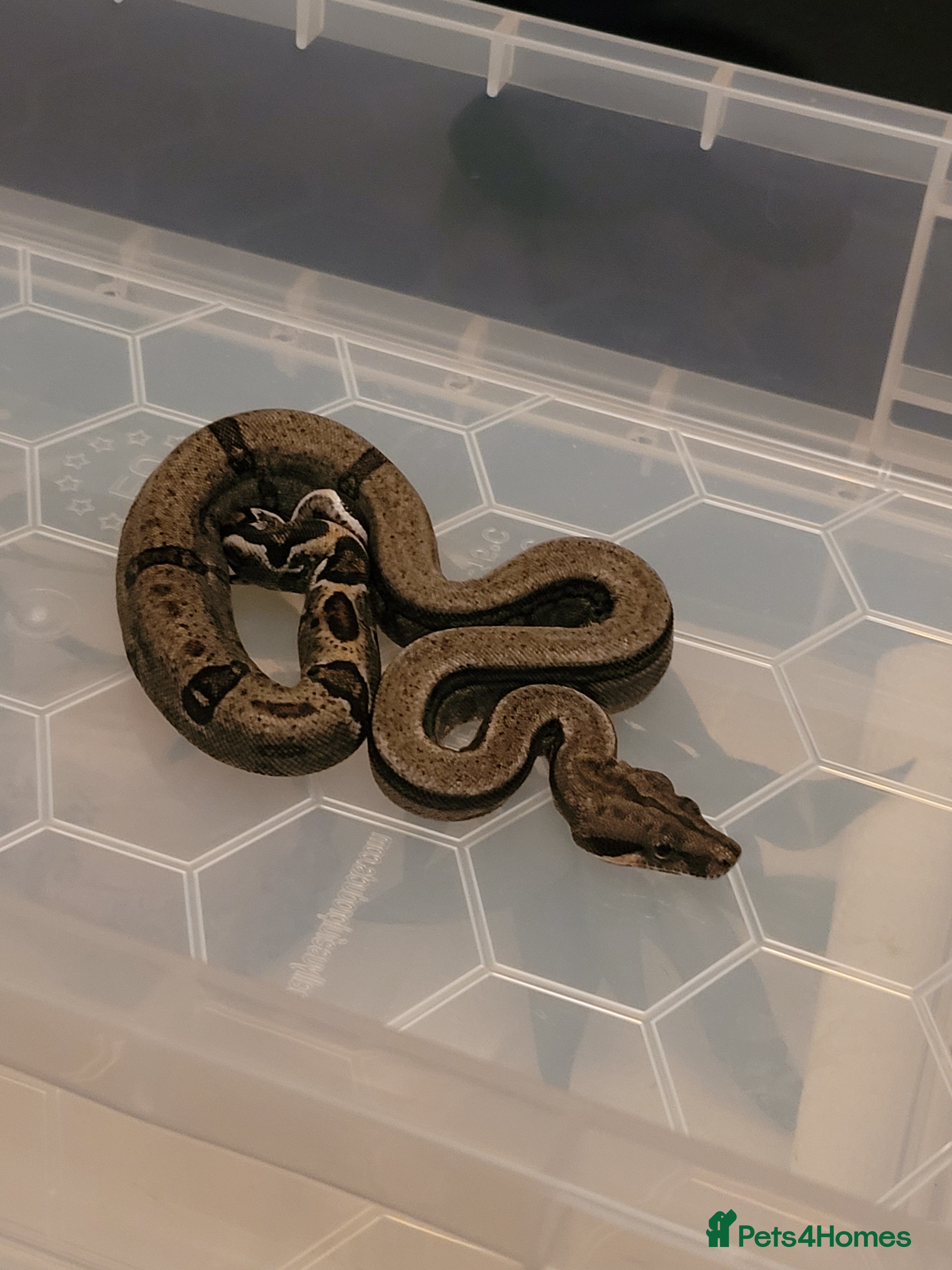Boa Snake reptiles 2 baby boas - Advert 1