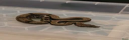 Boa Snake reptiles for sale: 2 baby boas - Advert 1