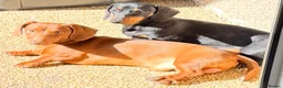 Miniature Dachshund dogs for stud: Stunning solid red miniature dachshund  - Advert 2
