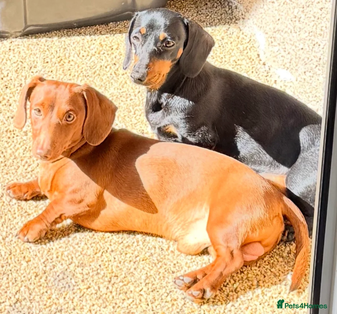 Miniature Dachshund dogs for stud: Stunning solid red miniature dachshund  - Advert 2