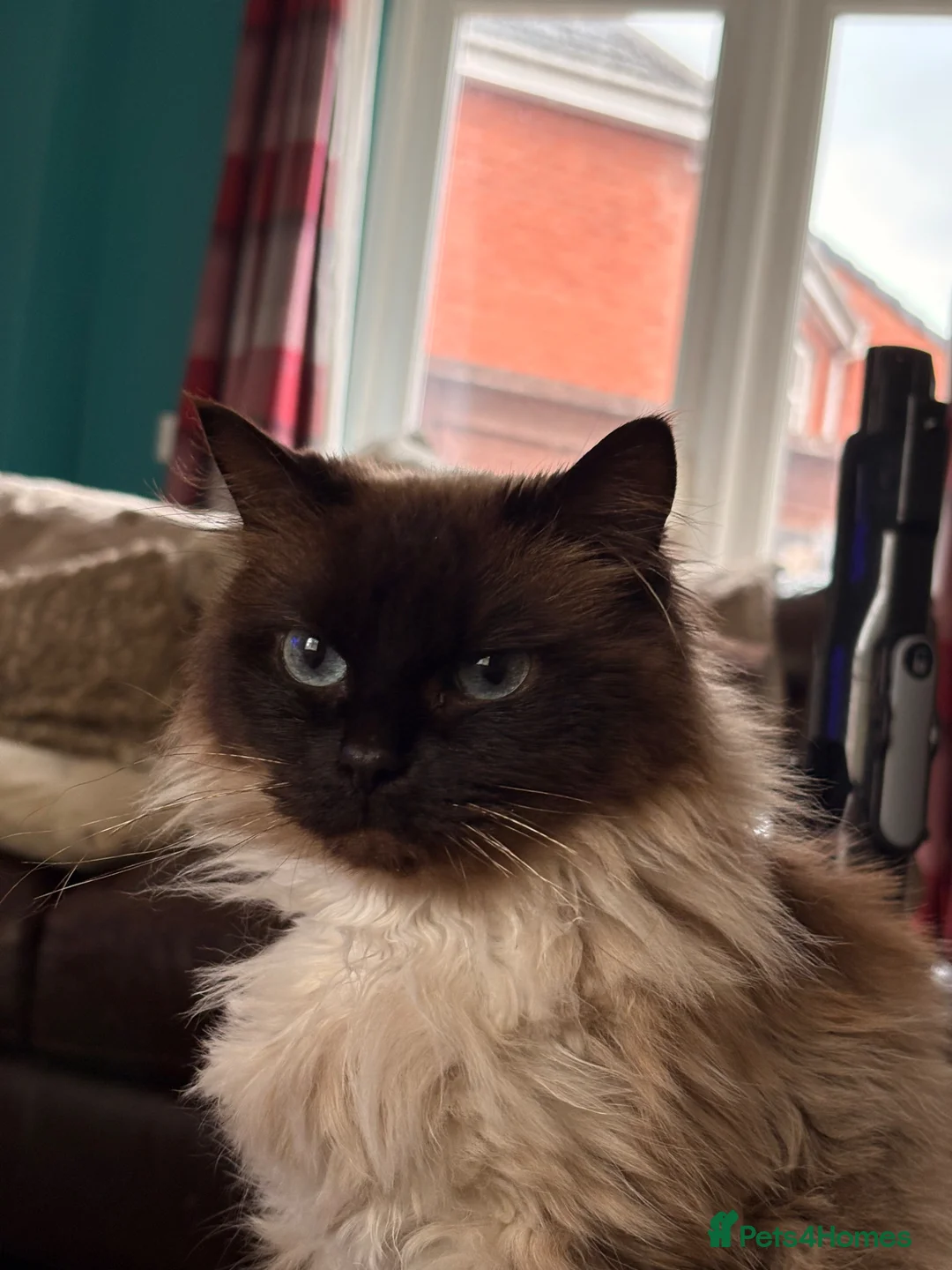 Ragdoll cats for sale: Female Ragdoll  - Advert 8