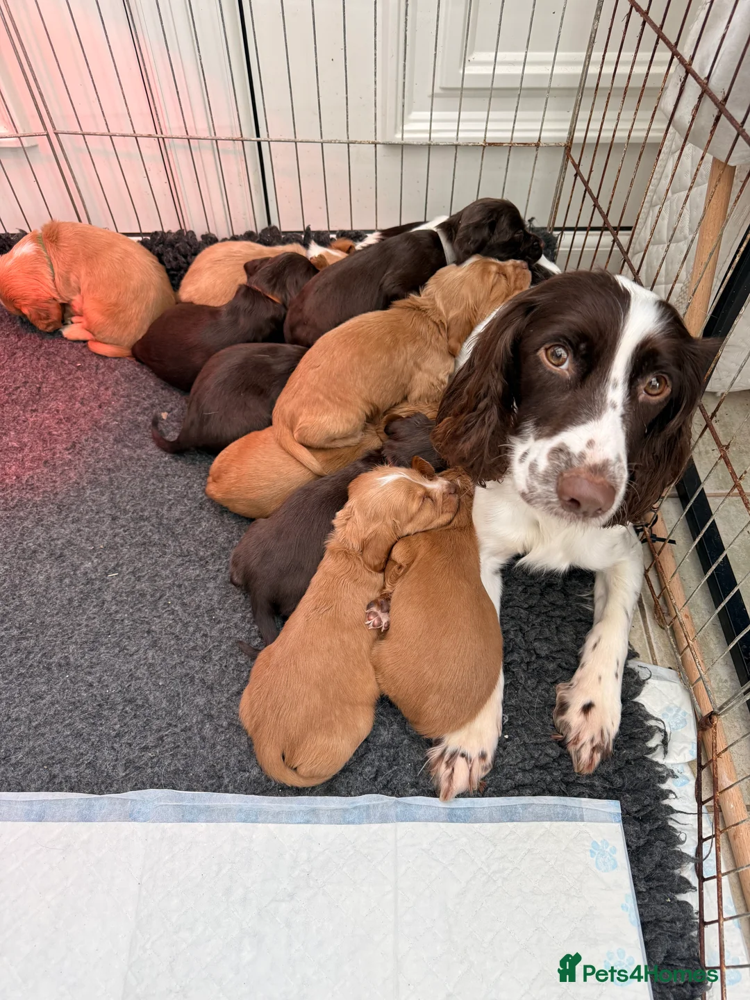 Sprocker dogs for sale: Sprocker Pups - Advert 13