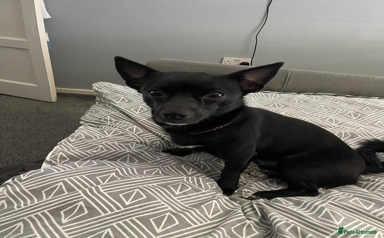 Chihuahua dogs - Advert 2