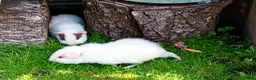 Guinea Pig rodents for sale: Baby guinea pigs  in Petworth - Advert 2