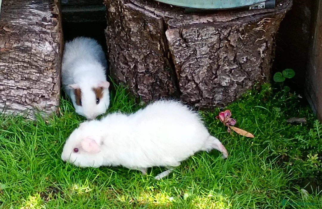 Guinea Pig rodents for sale: Baby guinea pigs  in Petworth - Advert 2