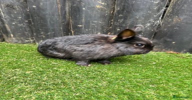 Netherland Dwarf rabbits - Advert 4