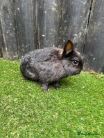 Netherland Dwarf rabbits - Advert 6
