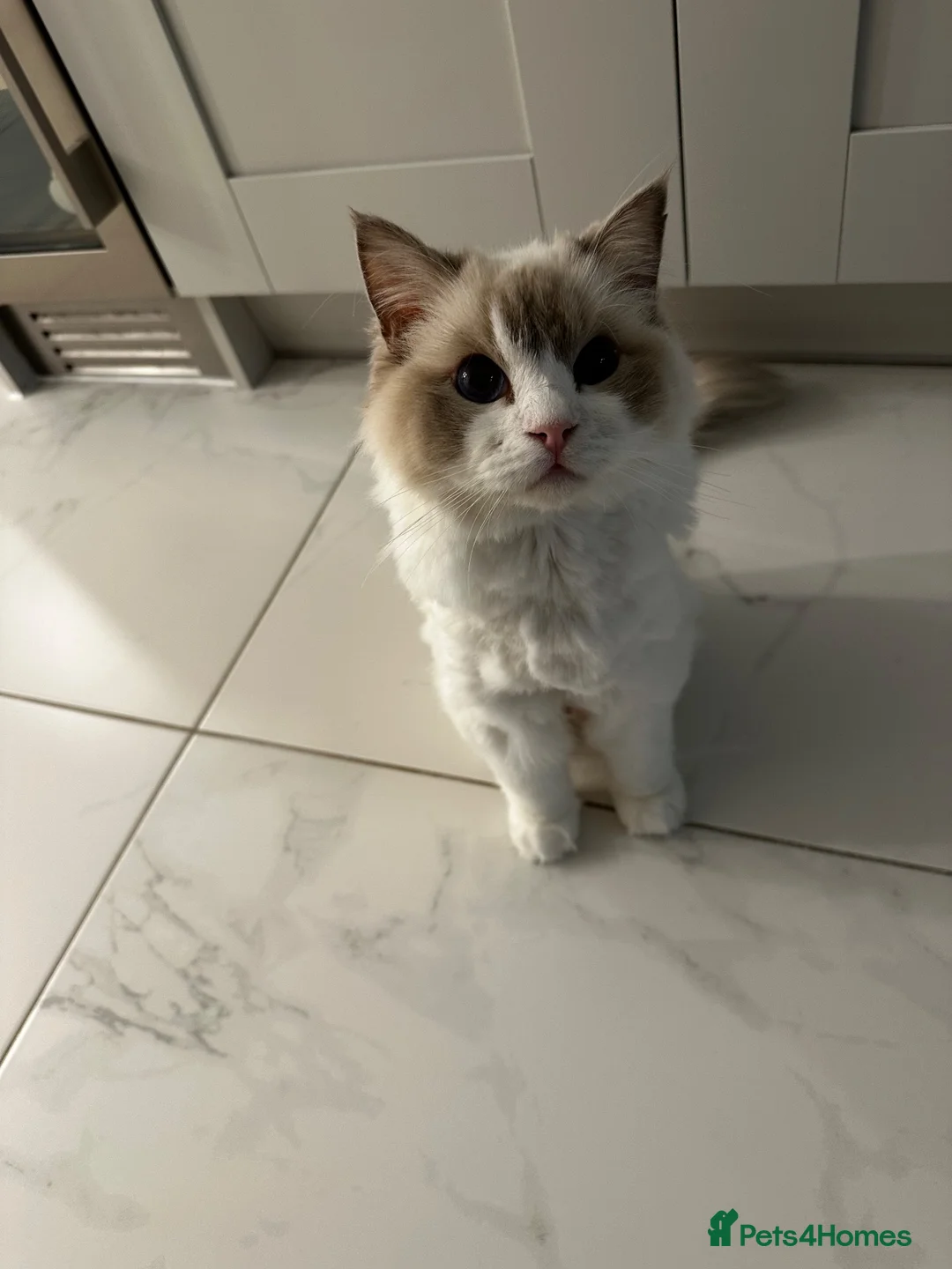 Ragdoll cats for sale: 💜 Lilac Lynx bicolour Ragdoll Girl 🩷  - Advert 2