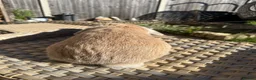 Mini Lop rabbits for sale: 1 Lovely handsome mini lop buck and adult. - Advert 12