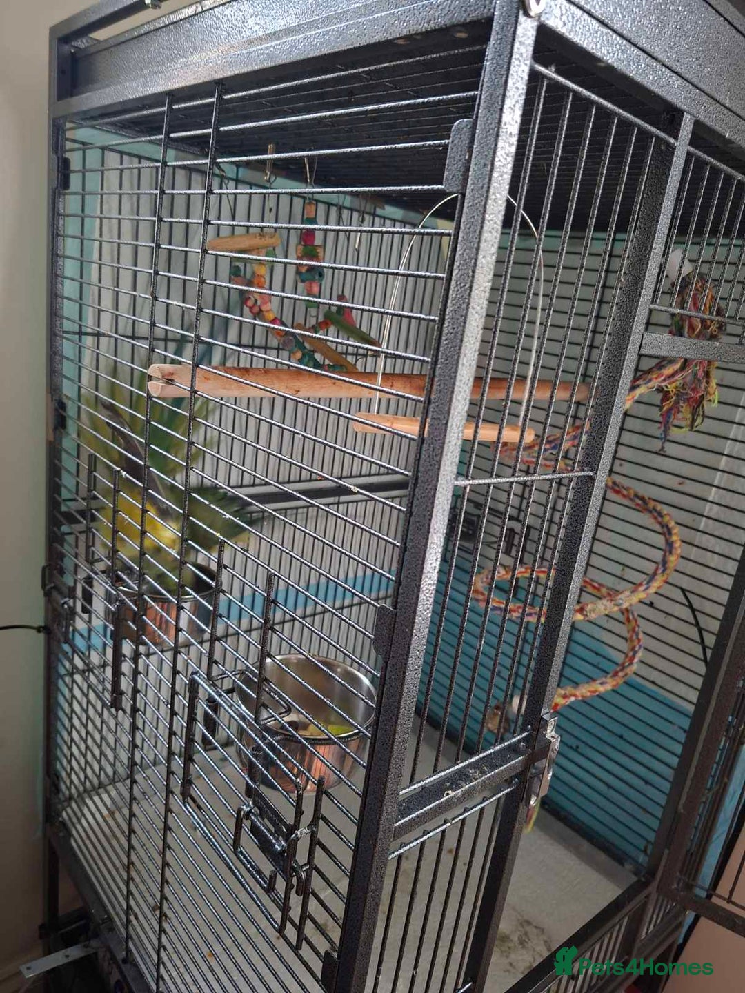 Ringnecks birds for sale: 2 year old male Indian Ringneck parrot - Advert 11