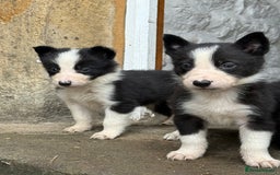 Border Collie dogs for sale: Border collie pups  - Image 20