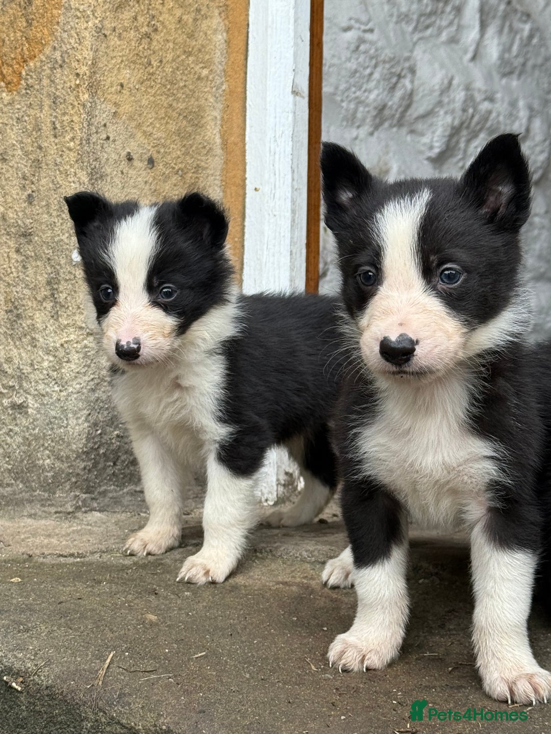 Border Collie dogs for sale: Border collie pups  - Image 20