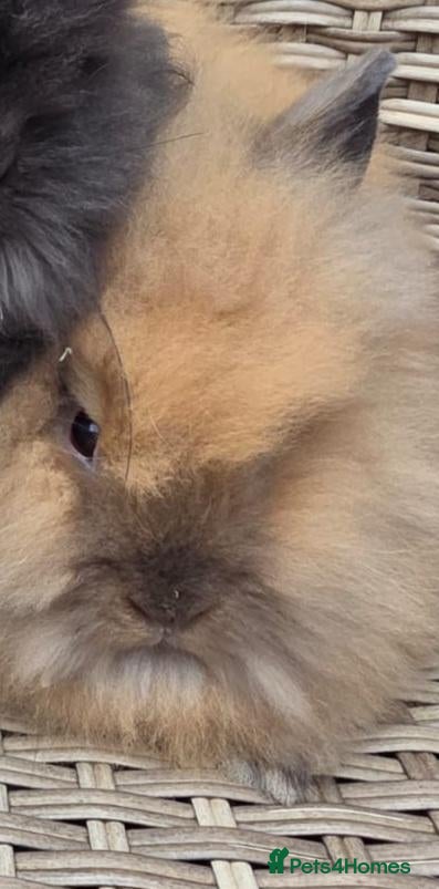 Lionhead rabbits for sale: Double maned lionheads  - Advert 2