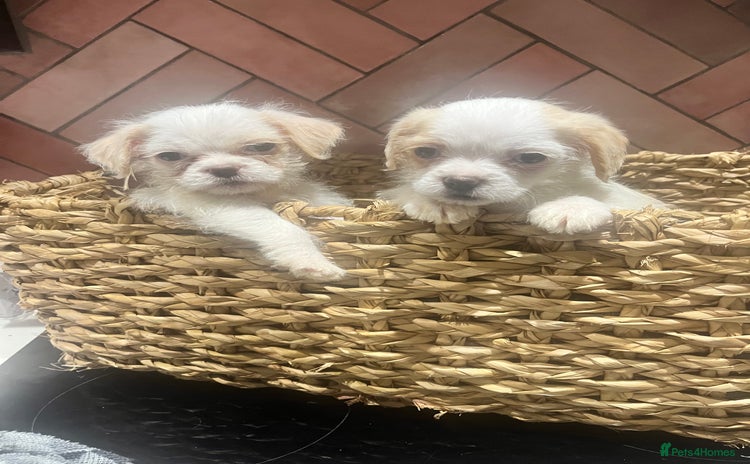 Chipoo dogs Our Beautiful Chipoo puppies for sale  - Advert 6
