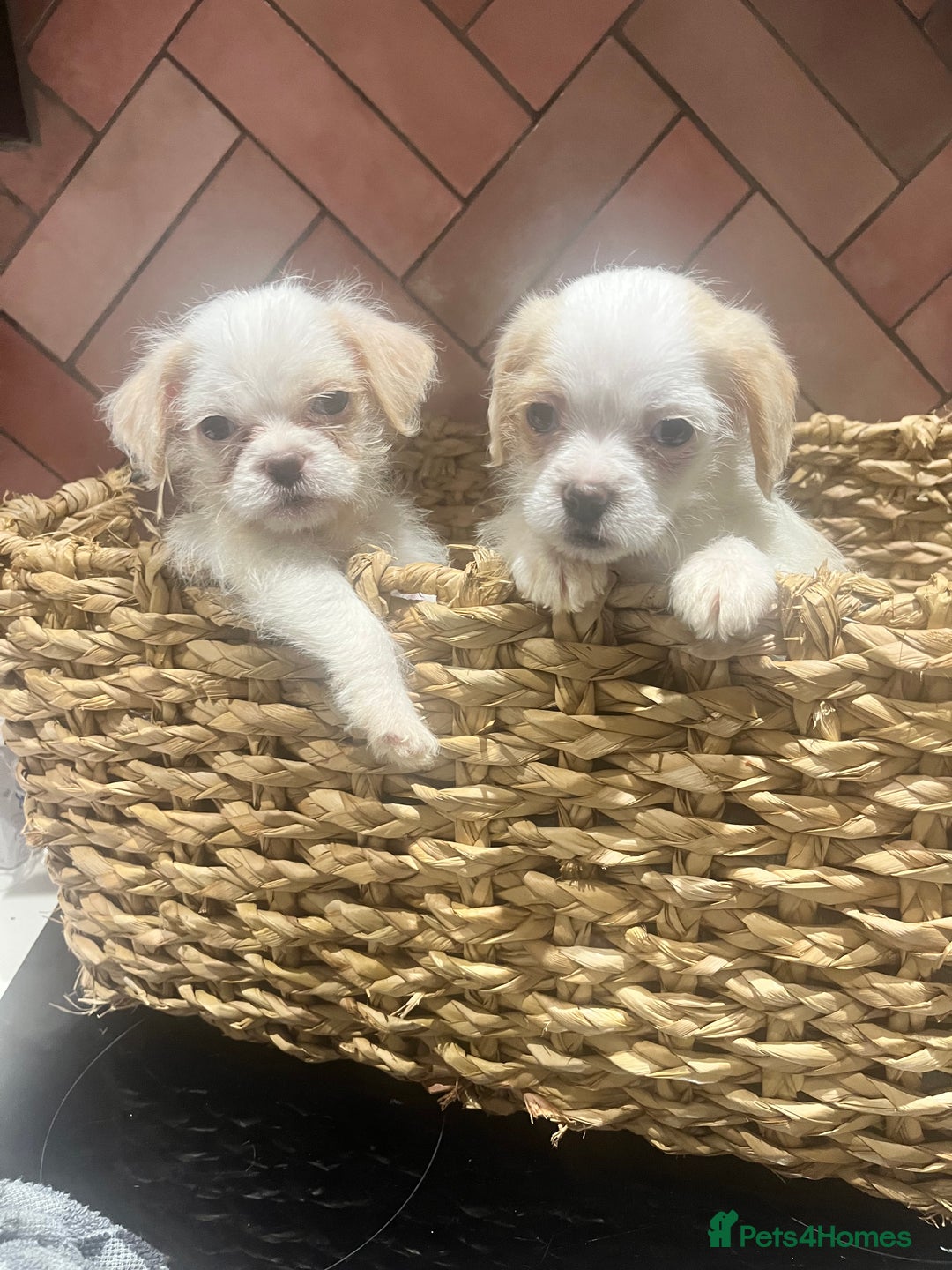 Chipoo dogs for sale: Our Beautiful Chipoo puppies for sale  - Advert 1