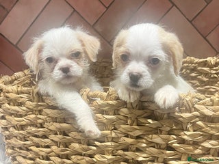 Chipoo dogs Our Beautiful Chipoo puppies for sale - Advert 2