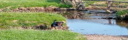Rottweiler dogs for stud: 4 year old male rottweiler for stud in Leyland - Advert 4