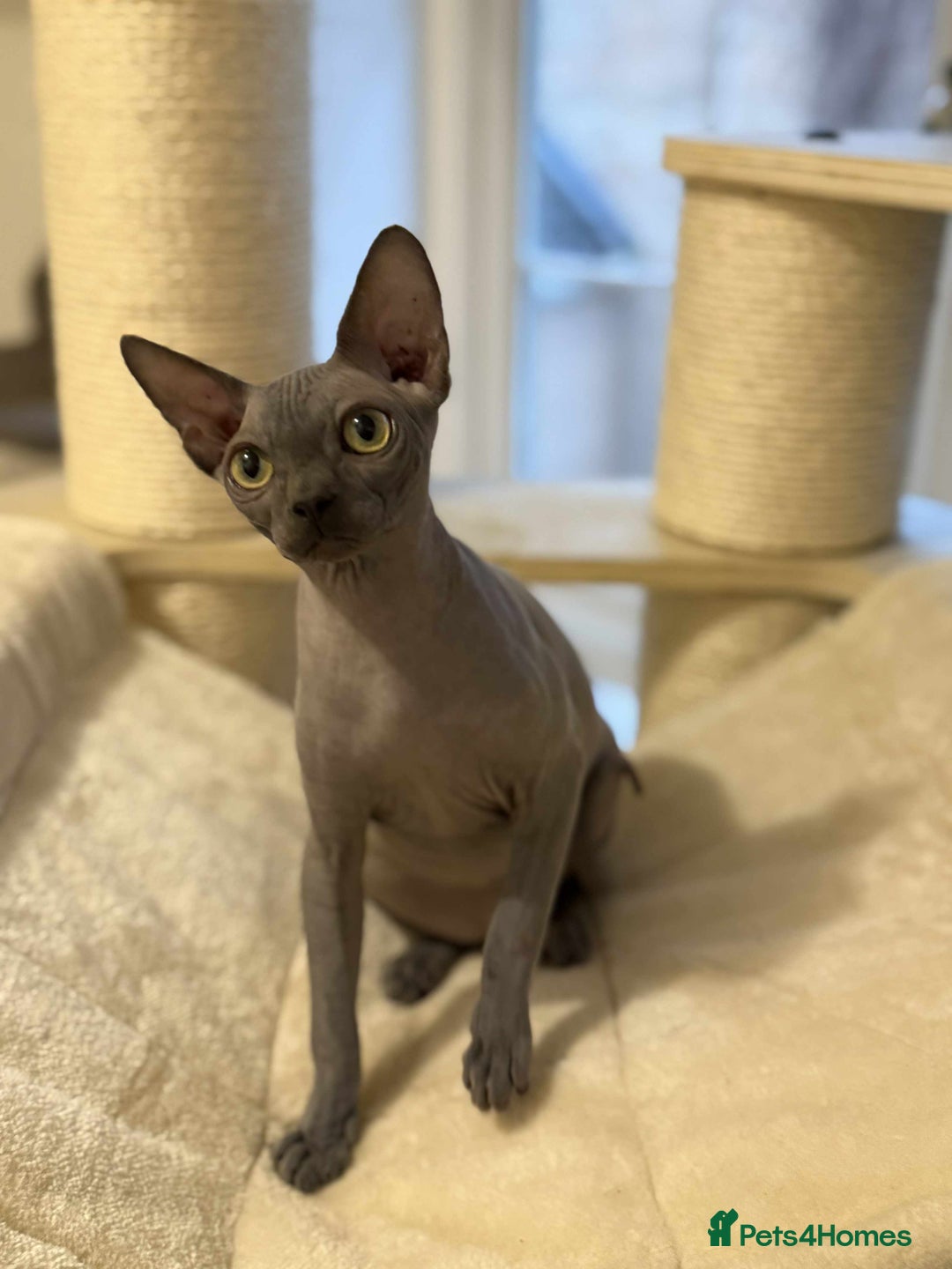 Sphynx cats for sale: Emaidacanadiansphynx - Advert 12