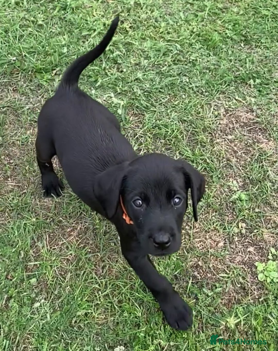 Labrador Retriever dogs for sale: KC registered Working Labrador Pups - Image 6