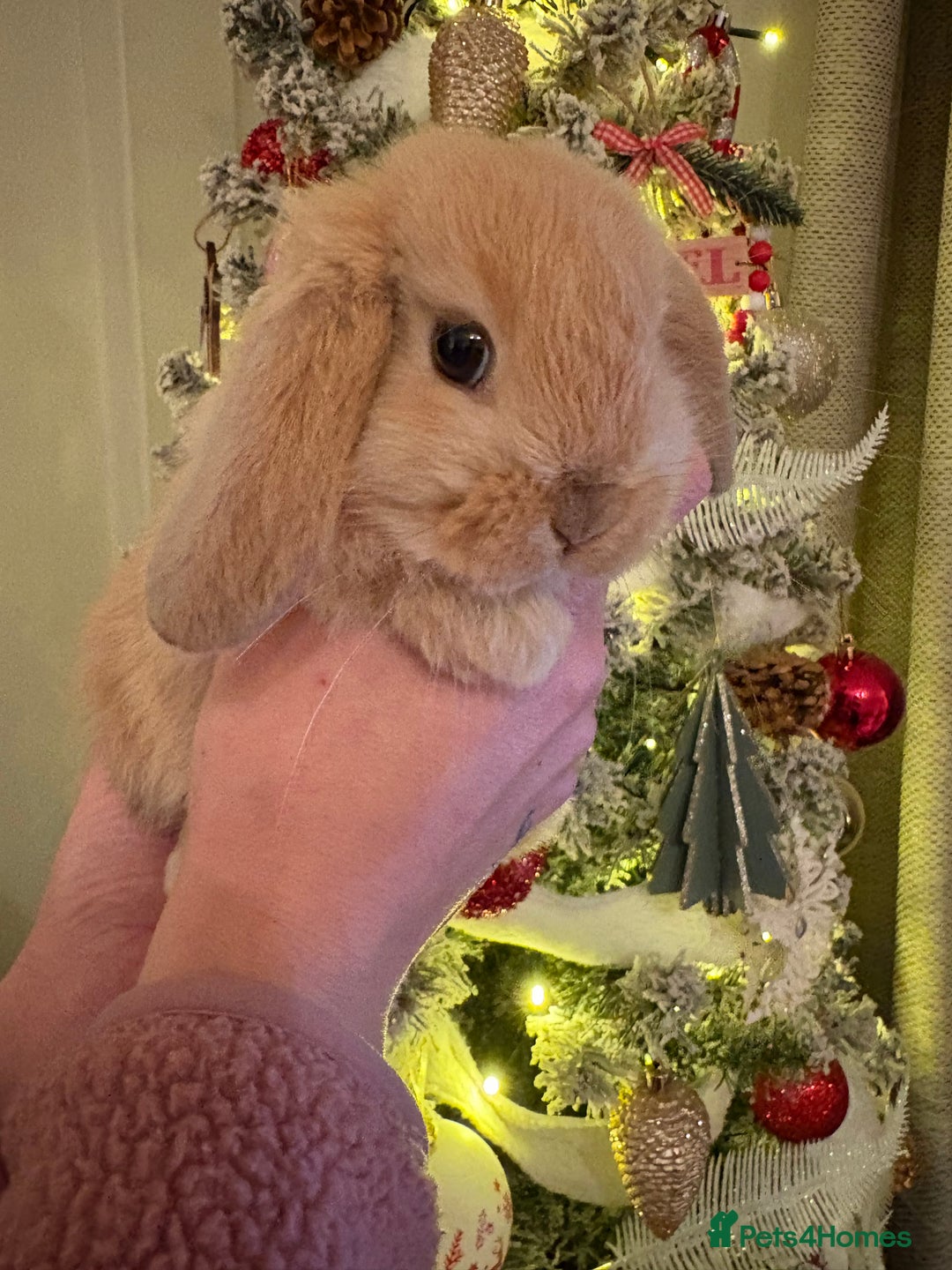 Mini Lop rabbits for sale: 8 week old Mini Lop  - Advert 1