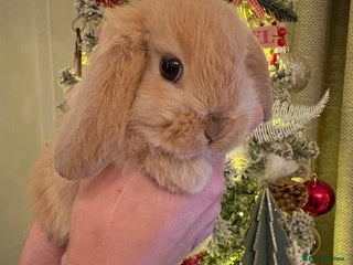 Mini Lop rabbits 8 week old Mini Lop - Advert 1