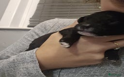 Cockapoo dogs for sale: Cockapoo puppies for sale - Image 5