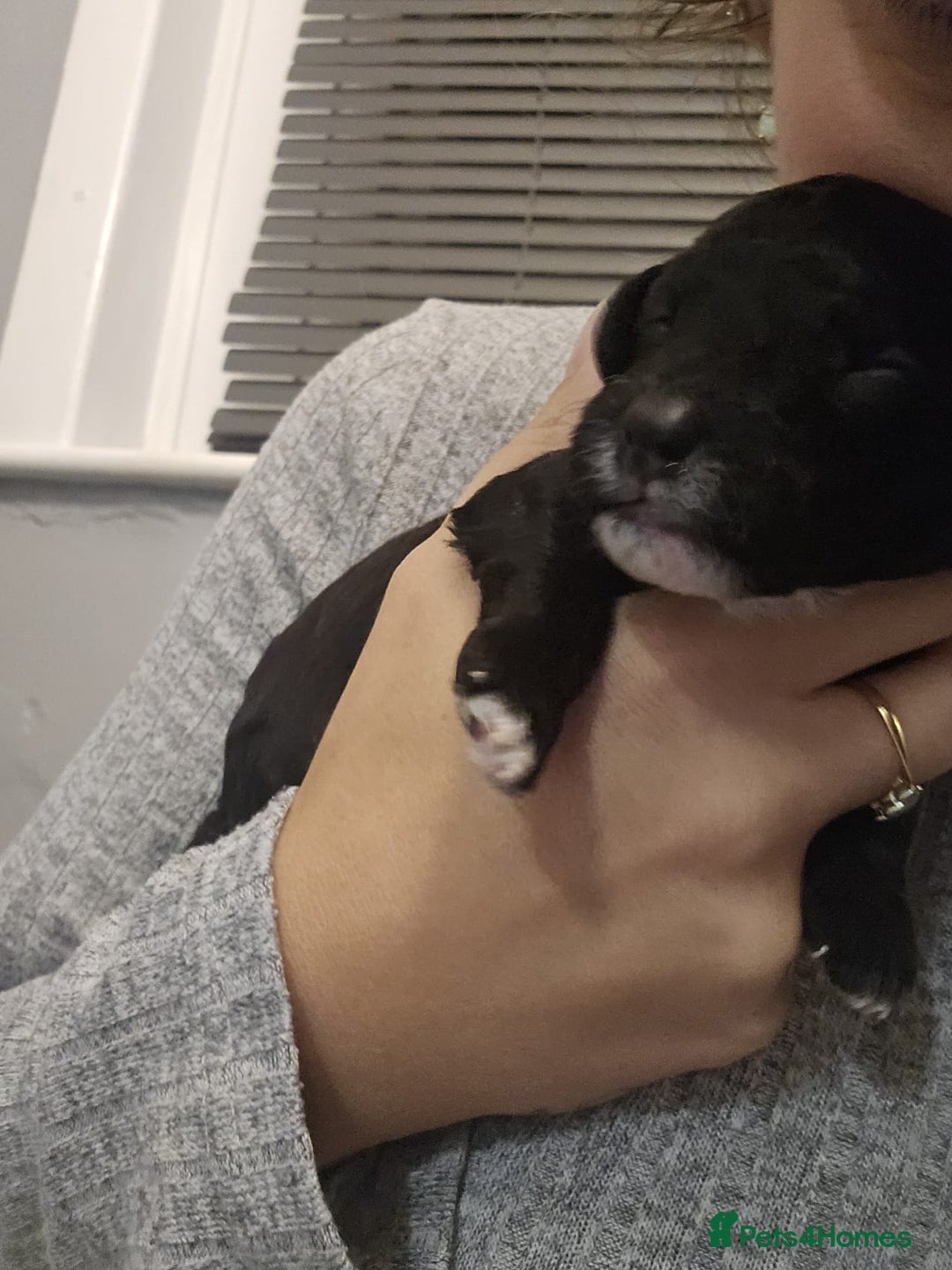 Cockapoo dogs for sale: Cockapoo puppies for sale - Image 5