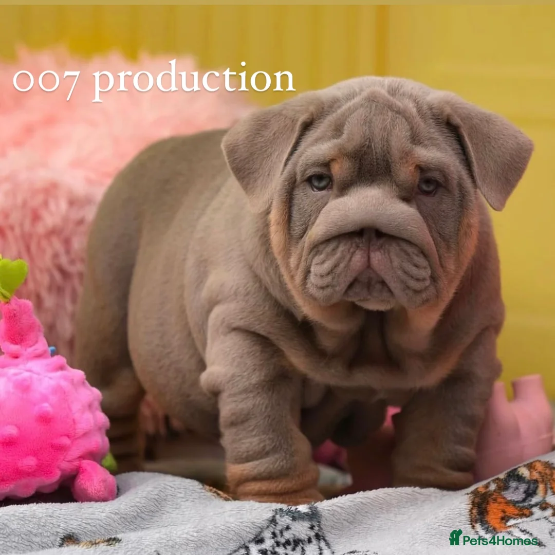 English Bulldog dogs for stud: 🌟 007 ready for stud duties 🌟 in Swindon - Advert 7