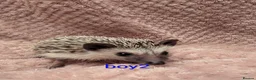 Pygmy Hedgehog rodents for sale: Lovely baby boys  - Advert 2