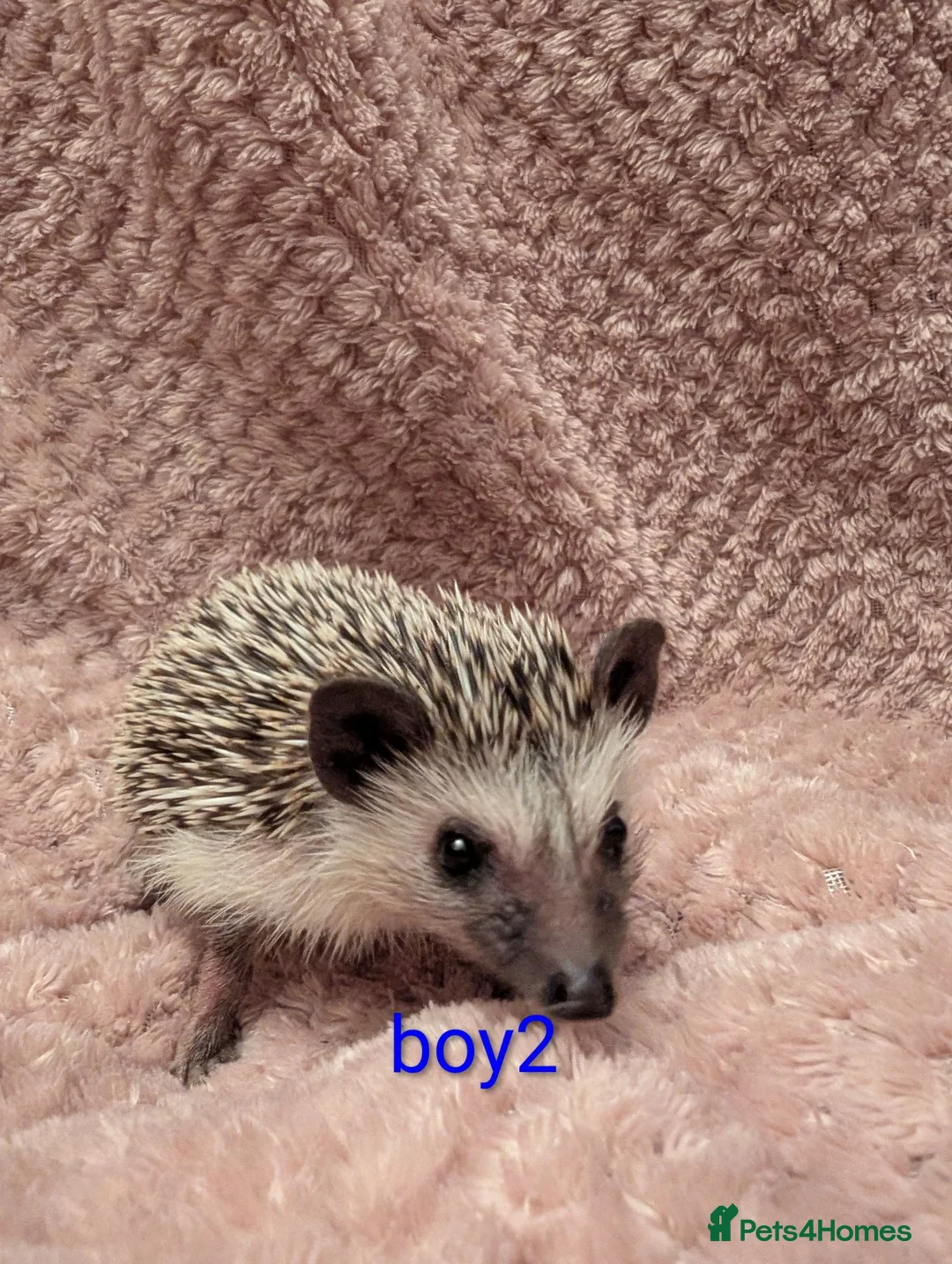Pygmy Hedgehog rodents for sale: Lovely baby boys  - Advert 2