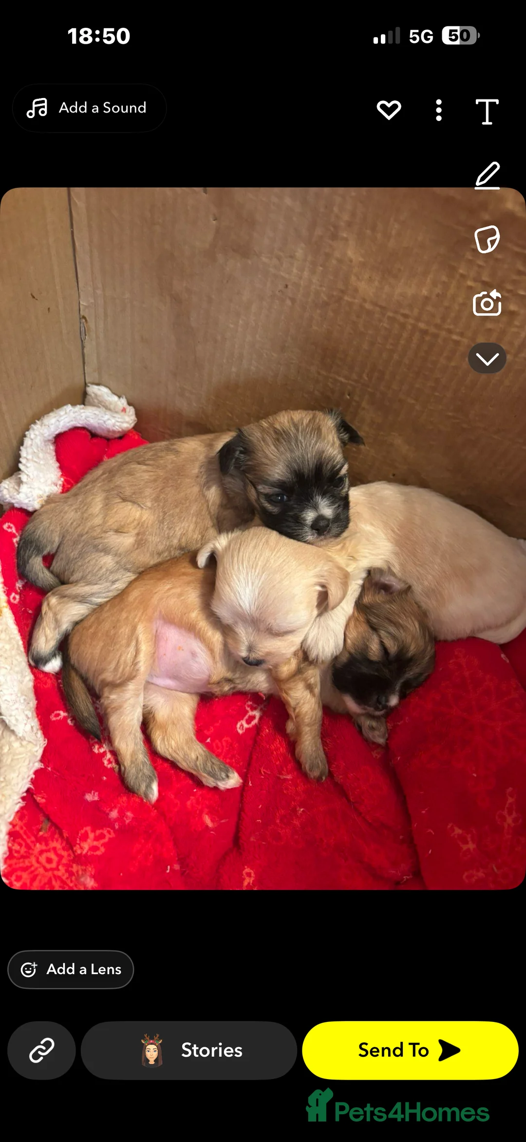 Mixed Breed dogs for sale: 3 Beautiful Chorkies girls - Advert 9