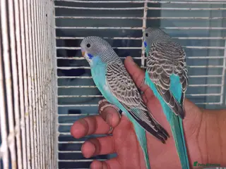 Budgerigars birds Super Silly hand tamed baby budgies for sale - Advert 16