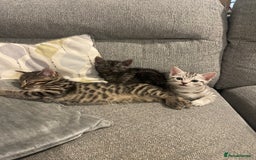 Bengal cats for sale: 🐾 Beautiful Bengal Kittens 🐾 - Image 1