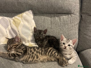 Bengal cats for sale - Advert 1