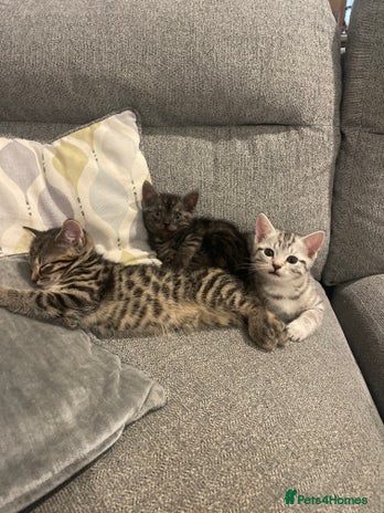 Bengal cats - Advert 1