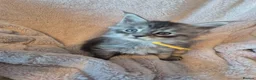 Maine Coon cats for sale: Amazing mainecoon kittens - Advert 7