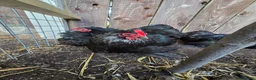 Chickens poultry for sale: Black Pekin Bantams , 3 Hens & 1 Matching Cockerel - Advert 3