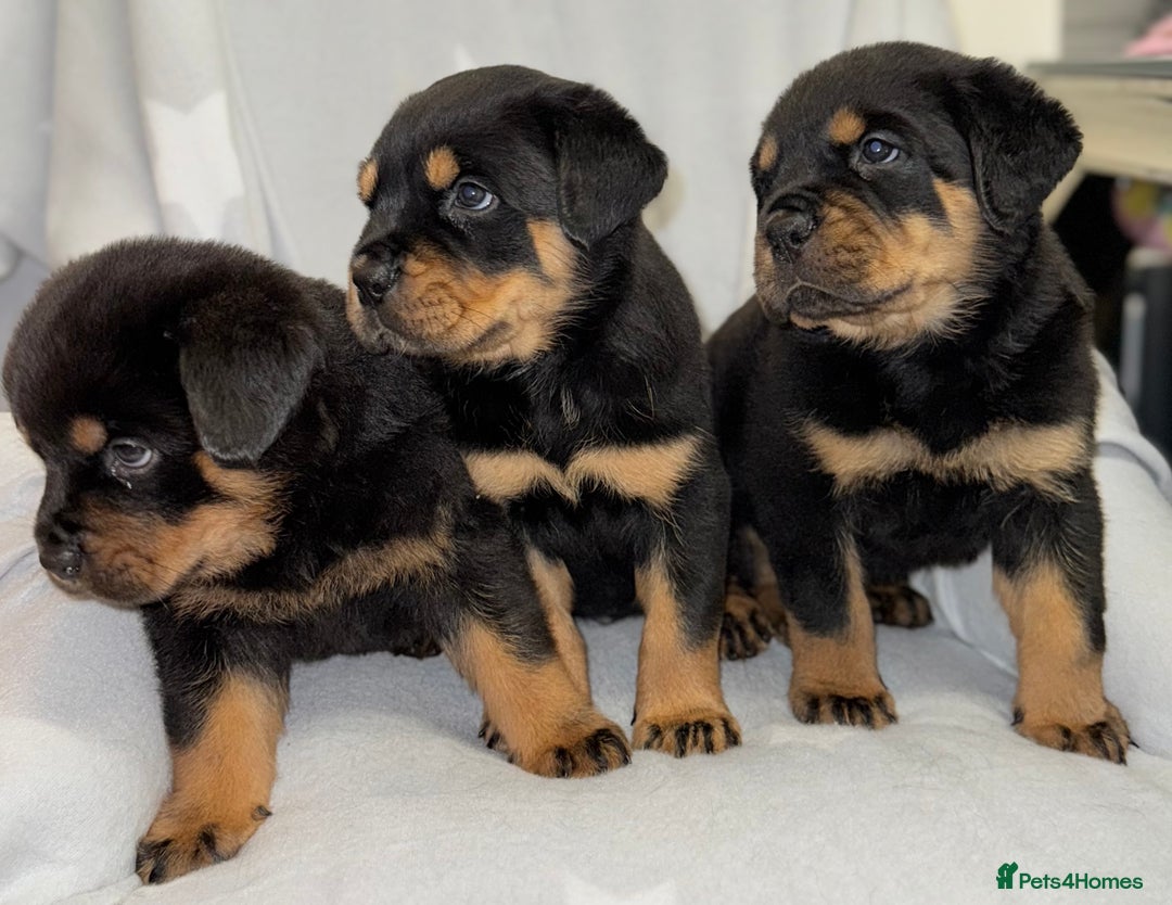 Rottweiler dogs for sale: **Stunning Rottweiler Puppies** - Image 18