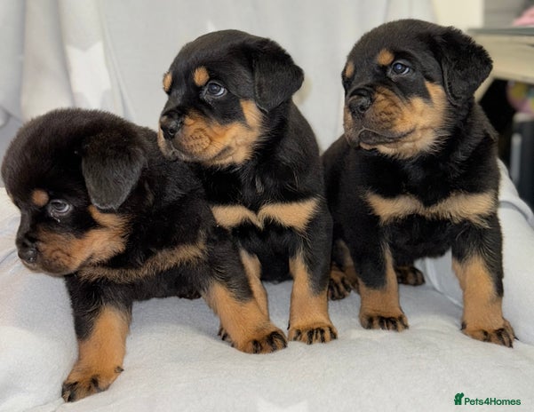 Rottweiler dogs - Advert 4