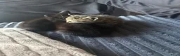 Mixed Breed cats for sale: 2 male kittens  - Advert 10