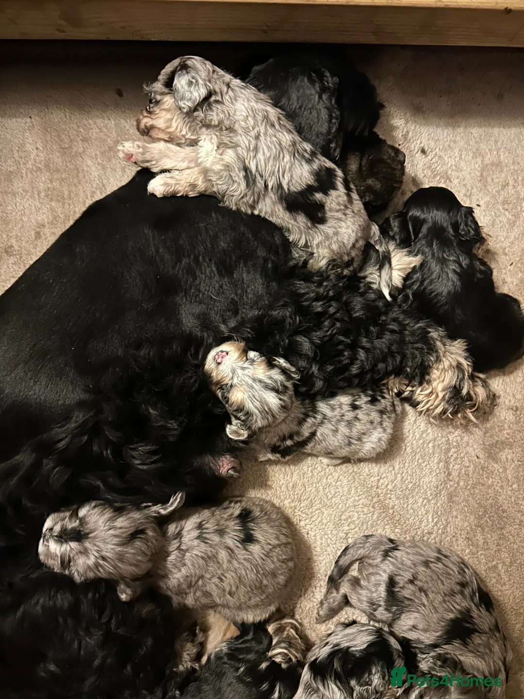 Cockapoo dogs for sale: Wow factor cockapoos - Advert 9