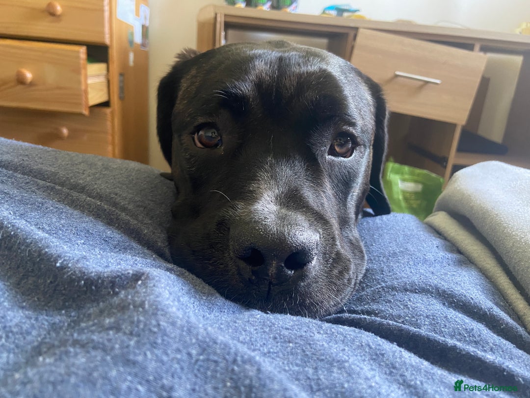 Cane Corso dogs for sale: Bronson - Image 2