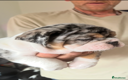 English Bulldog dogs for sale: We have 3 beautiful Bulldog girls  - Image 1