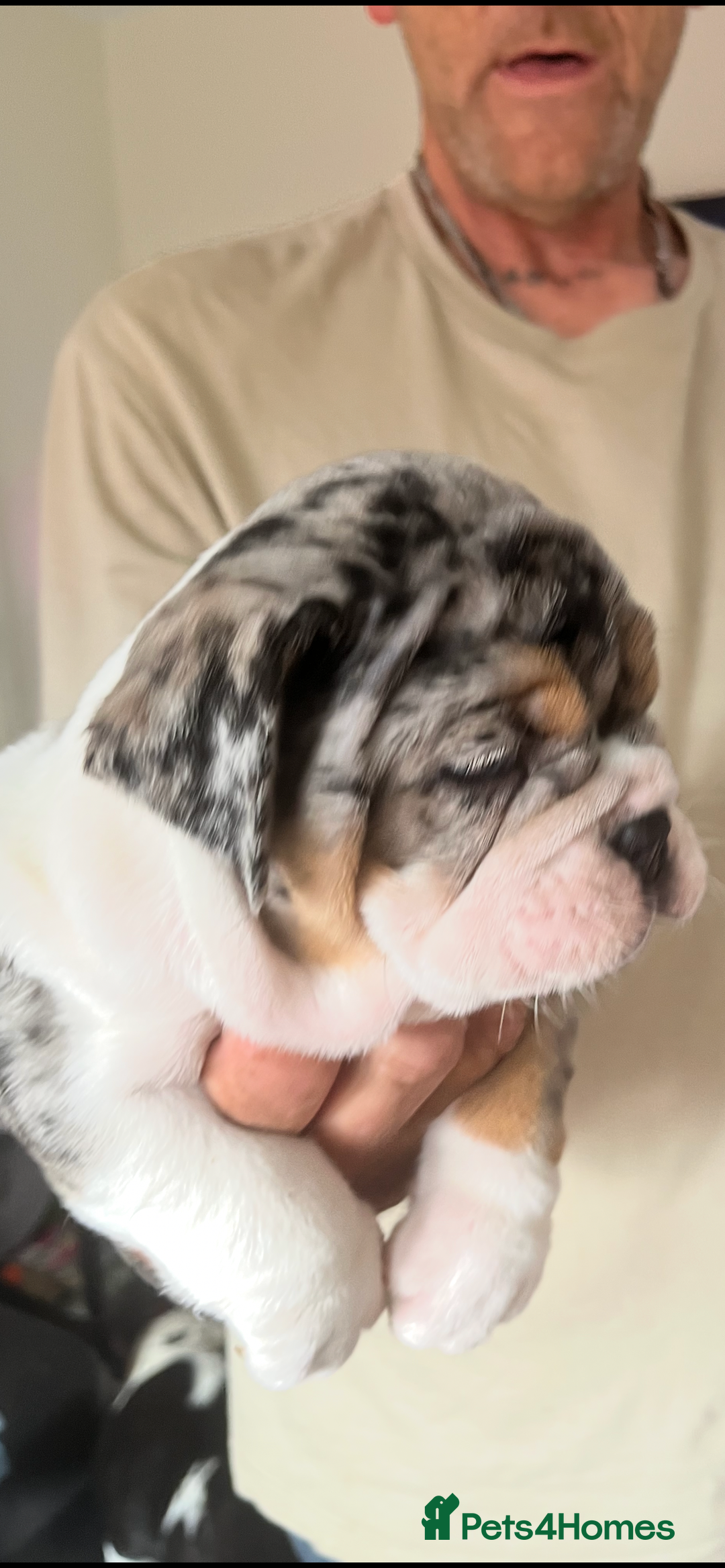 English Bulldog dogs for sale: We have 3 beautiful Bulldog girls  - Image 1